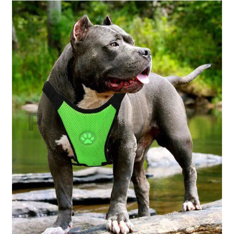 Velvet Paws™ Breathable Safety Travel Harness